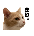 とある愛猫の日常会話スタンプ2（個別スタンプ：34）
