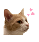 とある愛猫の日常会話スタンプ2（個別スタンプ：35）