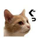 とある愛猫の日常会話スタンプ2（個別スタンプ：36）