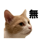 とある愛猫の日常会話スタンプ2（個別スタンプ：37）