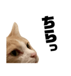 とある愛猫の日常会話スタンプ2（個別スタンプ：38）