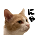 とある愛猫の日常会話スタンプ2（個別スタンプ：39）