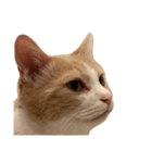 とある愛猫の日常会話スタンプ2（個別スタンプ：40）