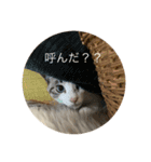 猫のひなちゃんスタンプ（個別スタンプ：5）