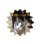 猫のひなちゃんスタンプ（個別スタンプ：10）