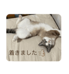 猫のひなちゃんスタンプ（個別スタンプ：12）