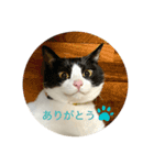 猫のひなちゃんスタンプ（個別スタンプ：13）