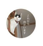 猫のひなちゃんスタンプ（個別スタンプ：16）