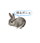 ポニョくん日常会話スタンプ（個別スタンプ：9）
