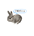 ポニョくん日常会話スタンプ（個別スタンプ：10）