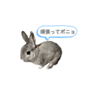 ポニョくん日常会話スタンプ（個別スタンプ：13）