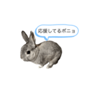 ポニョくん日常会話スタンプ（個別スタンプ：14）