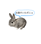 ポニョくん日常会話スタンプ（個別スタンプ：15）