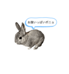 ポニョくん日常会話スタンプ（個別スタンプ：16）
