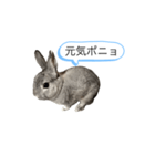 ポニョくん日常会話スタンプ（個別スタンプ：23）