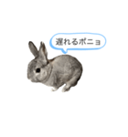 ポニョくん日常会話スタンプ（個別スタンプ：24）
