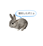 ポニョくん日常会話スタンプ（個別スタンプ：25）