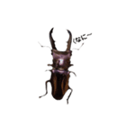 メタリフェルホソアカクワガタ(全)（個別スタンプ：1）