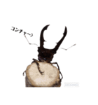 メタリフェルホソアカクワガタ(全)（個別スタンプ：3）