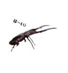メタリフェルホソアカクワガタ(全)（個別スタンプ：4）