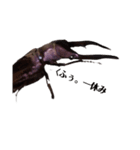 メタリフェルホソアカクワガタ(全)（個別スタンプ：6）
