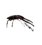 メタリフェルホソアカクワガタ(全)（個別スタンプ：7）