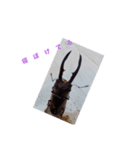 メタリフェルホソアカクワガタ(全)（個別スタンプ：11）