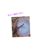メタリフェルホソアカクワガタ(全)（個別スタンプ：15）