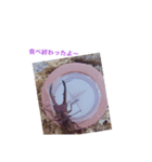 メタリフェルホソアカクワガタ(全)（個別スタンプ：16）