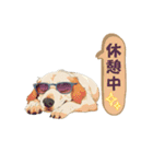 クールシュール犬（個別スタンプ：26）