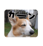 ゆめちゃん 日常☀（個別スタンプ：5）