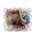 ヤンチャなラテ（個別スタンプ：3）