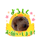 ヤンチャなラテ（個別スタンプ：8）