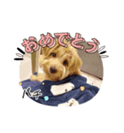 可愛いわんこさん（個別スタンプ：7）