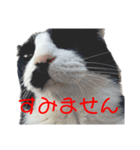 猫さん［妹編］（個別スタンプ：3）