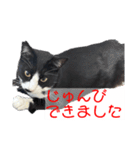 猫さん［妹編］（個別スタンプ：4）