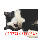 猫さん［妹編］（個別スタンプ：8）