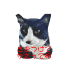 猫さん［妹編］（個別スタンプ：12）