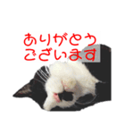 猫さん［妹編］（個別スタンプ：16）