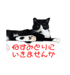 猫さん［妹編］（個別スタンプ：20）