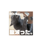 ねこも人間も同じようなもん。（個別スタンプ：3）