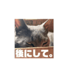 ねこも人間も同じようなもん。（個別スタンプ：5）