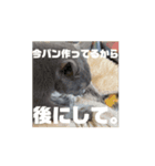 ねこも人間も同じようなもん。（個別スタンプ：6）