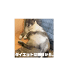 ねこも人間も同じようなもん。（個別スタンプ：7）