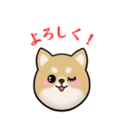 もふもふ柴犬 だんと君 ☆1☆（個別スタンプ：3）