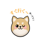 もふもふ柴犬 だんと君 ☆1☆（個別スタンプ：15）