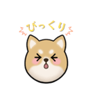 もふもふ柴犬 だんと君 ☆1☆（個別スタンプ：18）