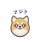 もふもふ柴犬 だんと君 ☆1☆（個別スタンプ：19）