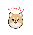 もふもふ柴犬 だんと君 ☆1☆（個別スタンプ：20）