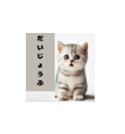 かわいい子猫の赤ちゃんのさまざまな感情（個別スタンプ：11）